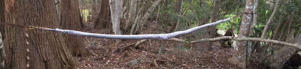 Packing Up with Snakeskins