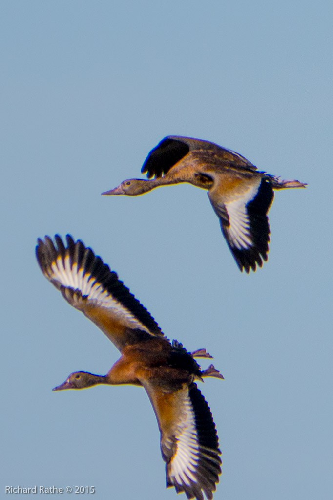 Black-Bellied Whistling Duck