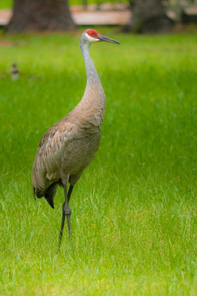 Standing Tall