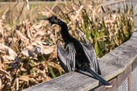 0002 Anhinga Sweetwater Wetlands 