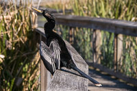 0003 Anhinga Sweetwater Wetlands 