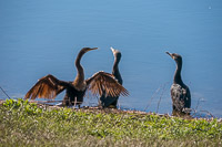 0012 Anhinga Sweetwater Wetlands 