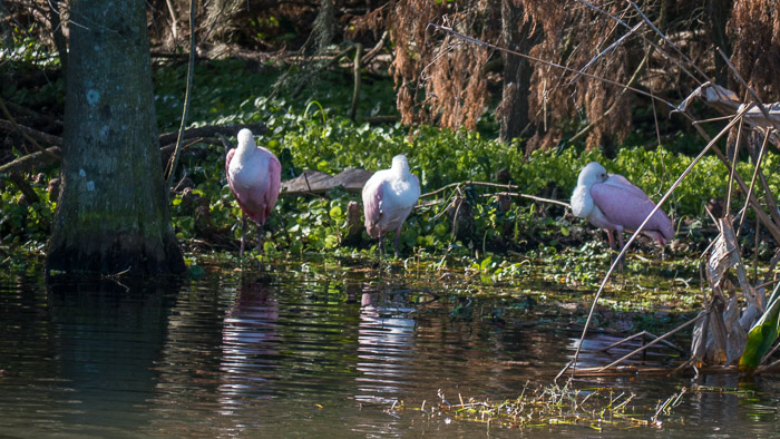 Rosette Spoonbills Still Think It's Too Cold