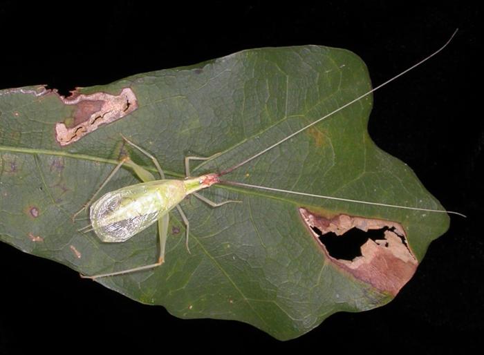 Broad-Winged Tree Cricket (source:ifas.ufl.edu)