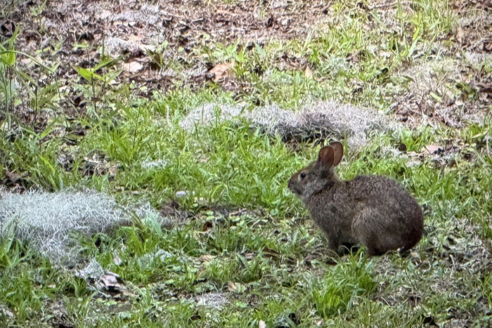 Marsh Rabbit