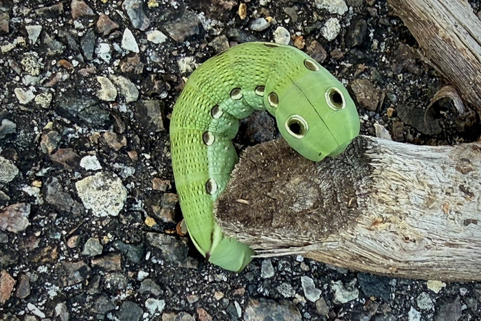 Tersa Sphinx Moth Caterpillar