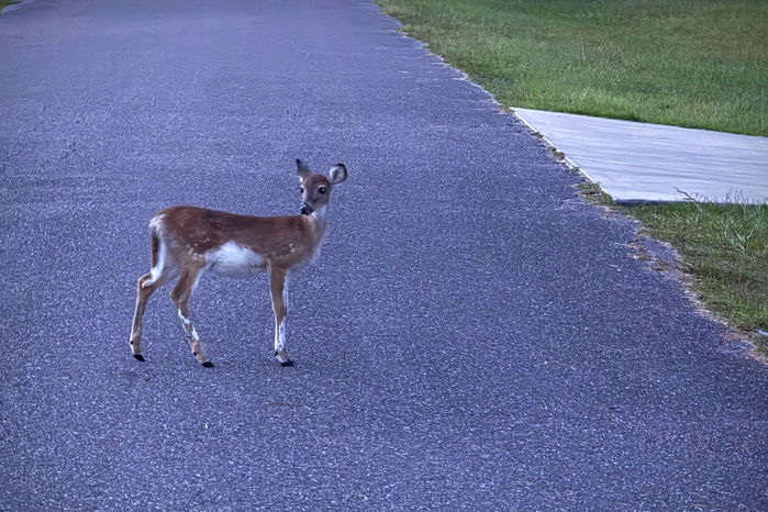 New Piebald Deer