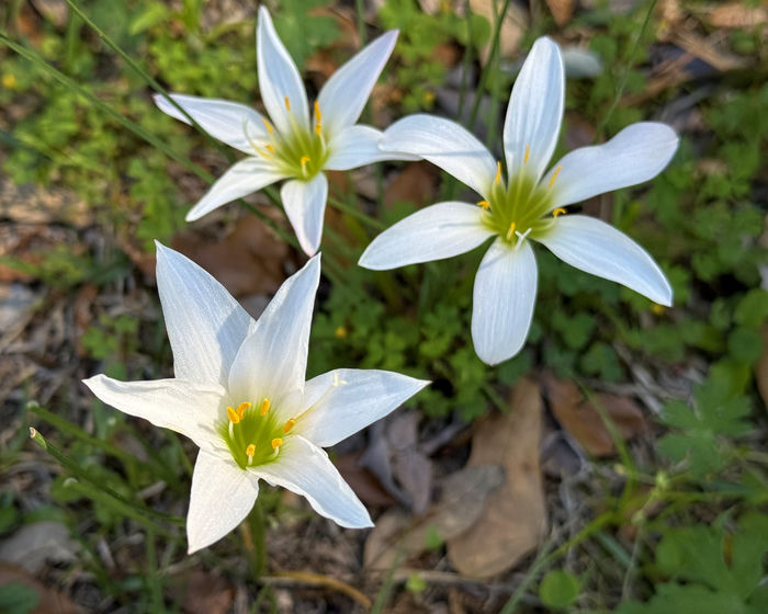 Rain Lilies