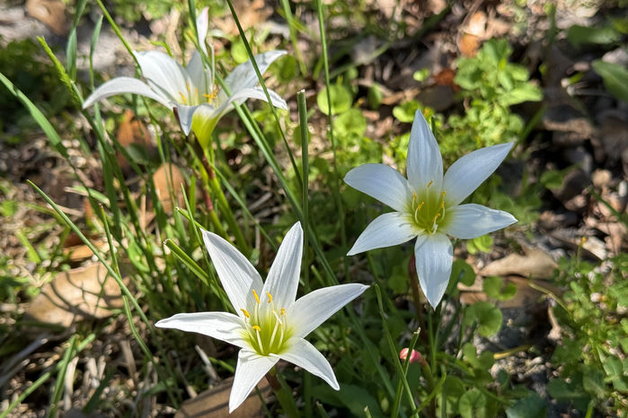 Rain Lilies