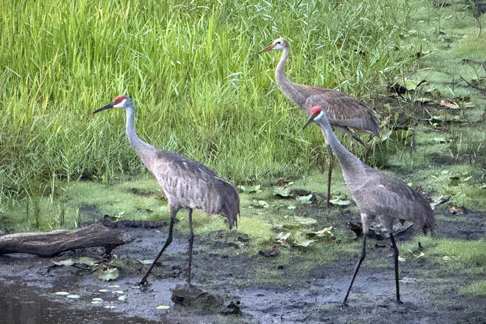 Sandhill Crane Family