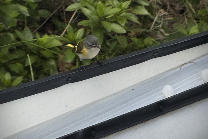 Female Restart Warbler