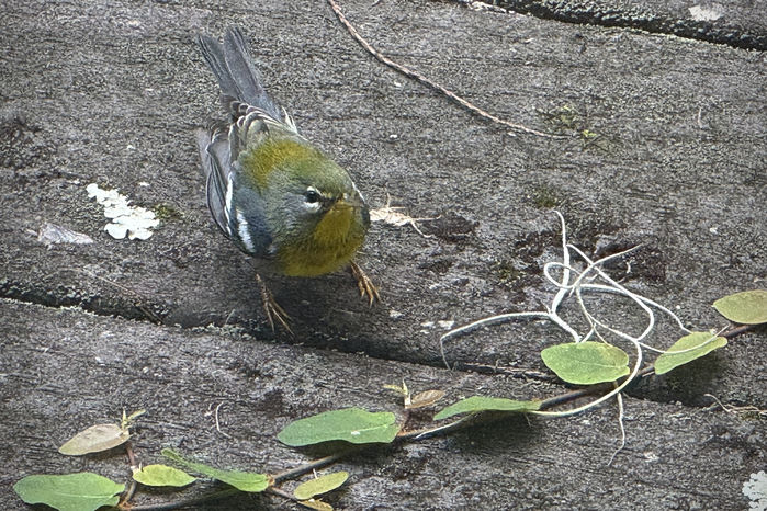 Northern Parula Warbler