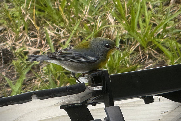 Northern Parula Warbler