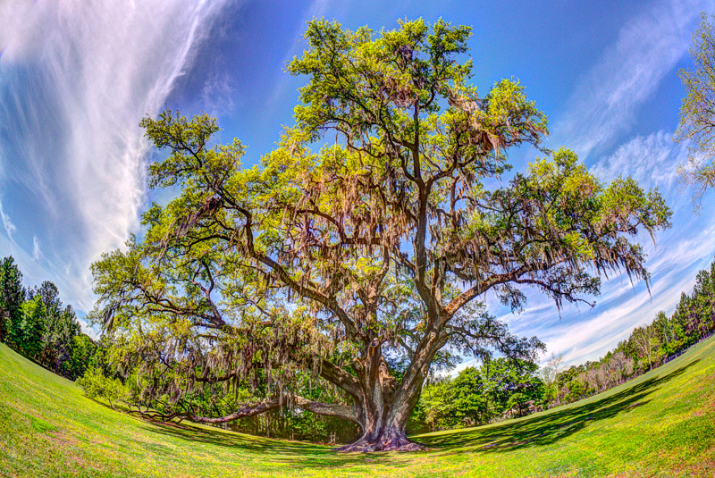 Cellon Oak (Fisheye HDR)