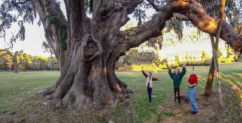 Cellon Oak (Panopainting with Wood Nymphs)