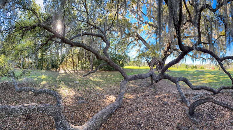 Cellon Oak Spider Limb