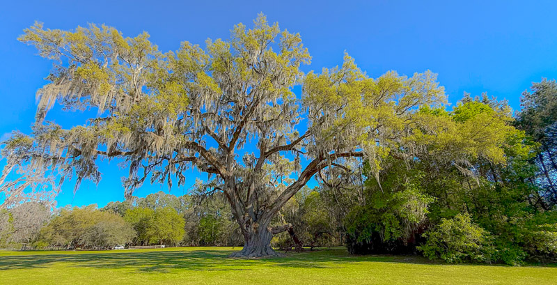 Cellon Oak (Spring 2025)