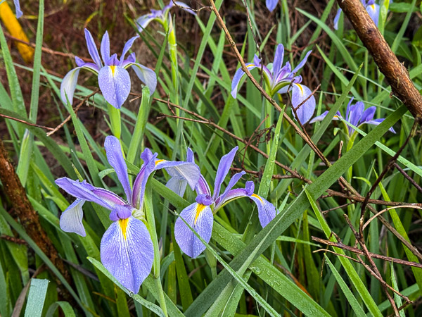 Wild Blue Flag Iris