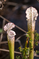 0014 Panhandle 2020 Pitcher Plants White Top Pitcher Plant