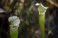 0021 Panhandle 2020 Pitcher Plants White Top Pitcher Plant