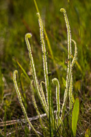 0027 Panhandle 2020 Threadleaf Sundew