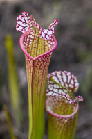 0032 Panhandle 2020 Pitcher Plants White Top Pitcher Plant