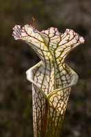 0033 Panhandle 2020 Pitcher Plants White Top Pitcher Plant