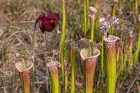 0034 Panhandle 2020 Pitcher Plants White Top Pitcher Plant