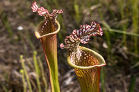 0037 Panhandle 2020 Pitcher Plants White Top Pitcher Plant