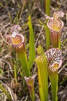 0039 Panhandle 2020 Pitcher Plants White Top Pitcher Plant
