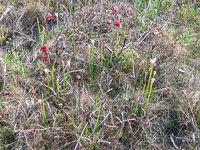 0041 Panhandle 2020 Pitcher Plants White Top Pitcher Plant