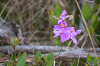 0043 Panhandle 2020 Grass Pink Orchid