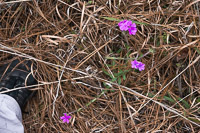 0077 Panhandle 2020 Pitcher Plants 
