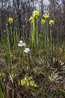 0115 Panhandle 2020 Pitcher Plants Butterwort Sundew Trumpet Leaf Pitcher Plant