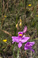 0118 Panhandle 2020 Grass Pink Orchid
