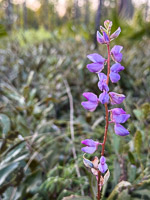 0003 Panhandle 2025 Pitcher Plants Sundial Lupine Lupinus Perennis 