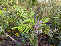 0006 Panhandle 2025 Pitcher Plants Sundial Lupine Lupinus Perennis 