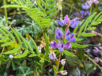 0007 Panhandle 2025 Pitcher Plants Sundial Lupine Lupinus Perennis 