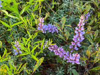 0008 Panhandle 2025 Pitcher Plants Sundial Lupine Lupinus Perennis 