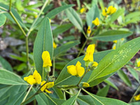 0009 Panhandle 2025 Pitcher Plants 