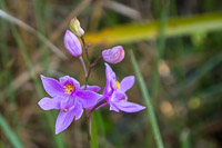 0012 Panhandle 2025 Pitcher Plants Grass Pink Orchid