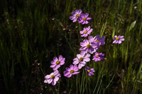0025 Panhandle 2025 Pitcher Plants 