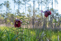 0027 Panhandle 2025 Pitcher Plants 