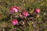 0028 Panhandle 2025 Pitcher Plants Purple Pitcher Plant