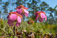 0029 Panhandle 2025 Pitcher Plants Purple Pitcher Plant