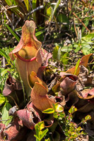 0030 Panhandle 2025 Pitcher Plants Purple Pitcher Plant