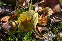 0031 Panhandle 2025 Pitcher Plants Purple Pitcher Plant