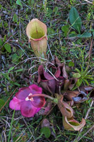 0033 Panhandle 2025 Pitcher Plants Purple Pitcher Plant