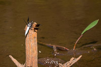 0038 Critters Panhandle 2025 Pitcher Plants Common Whitetail Dragonfly Libellula Lydia 