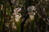 0040 Panhandle 2025 Pitcher Plants White Top Pitcher Plant